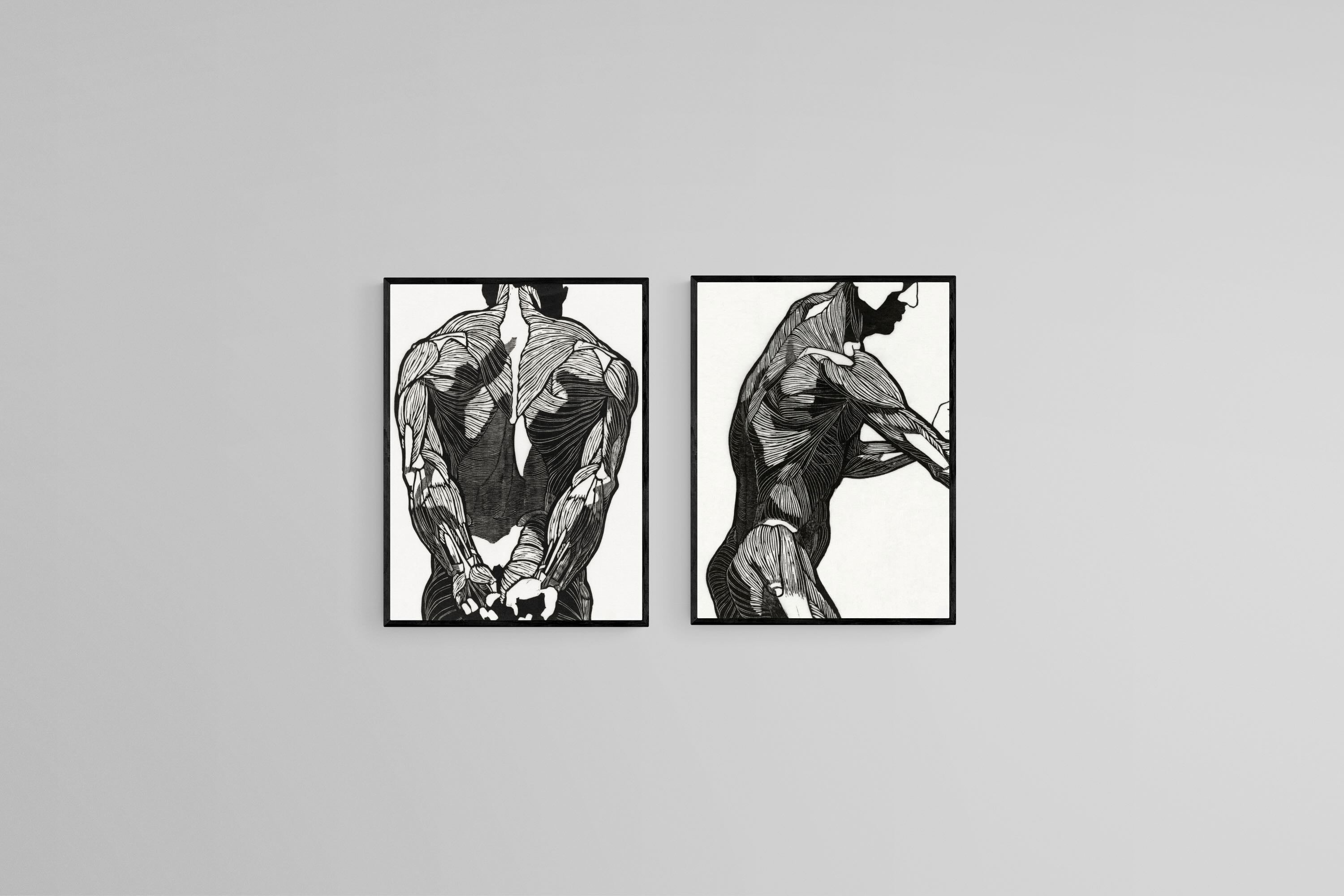 Anatomical Study Set
