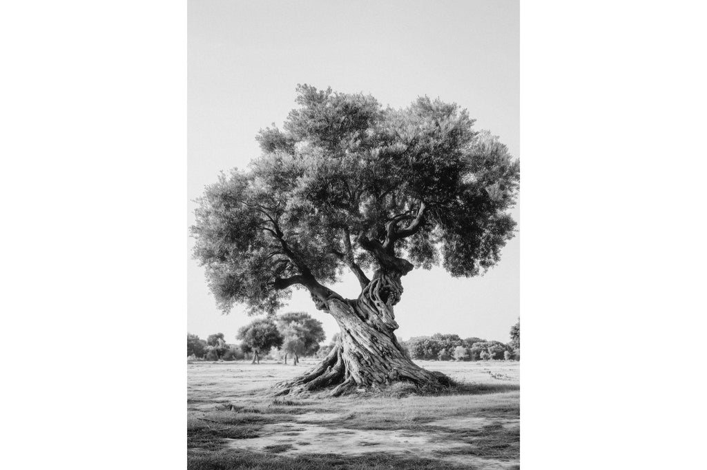 Ancient Olive Tree