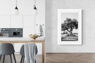 Pixalot Ancient Olive Tree