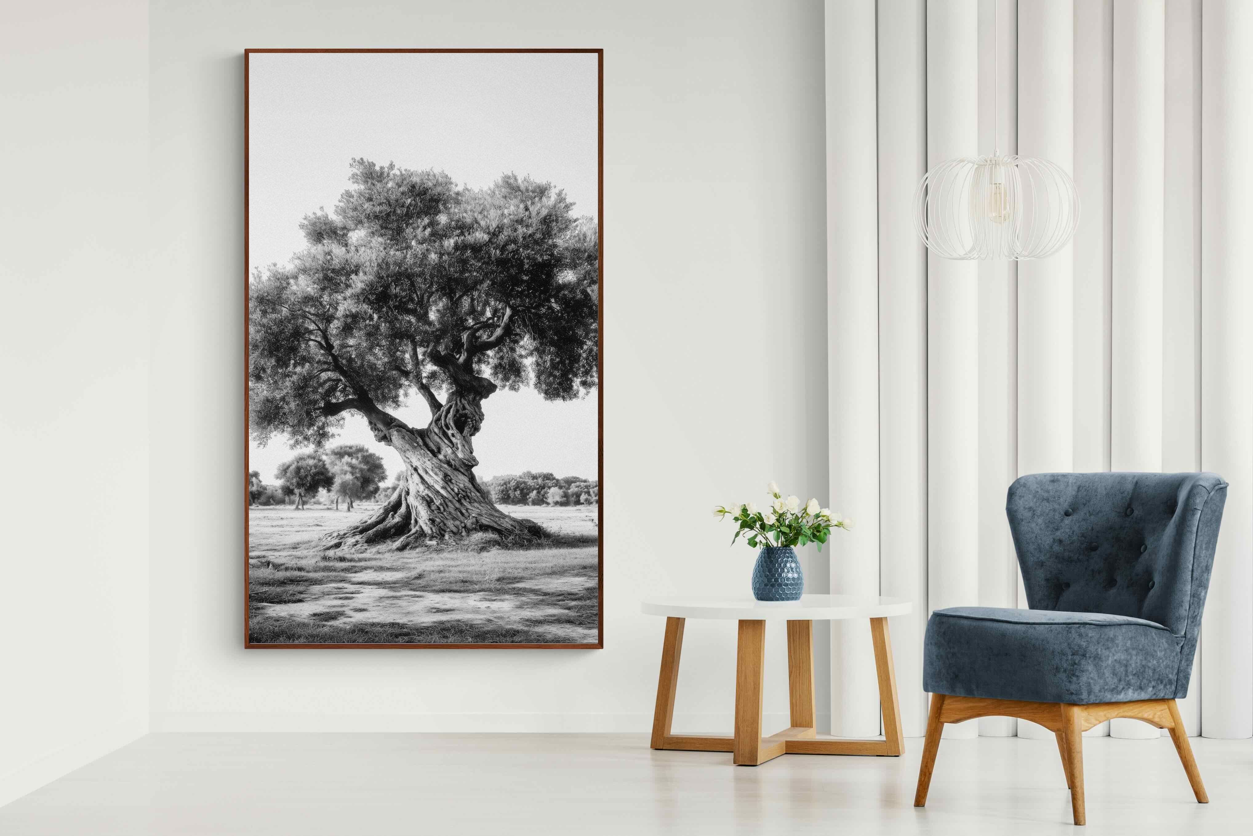 Pixalot Ancient Olive Tree