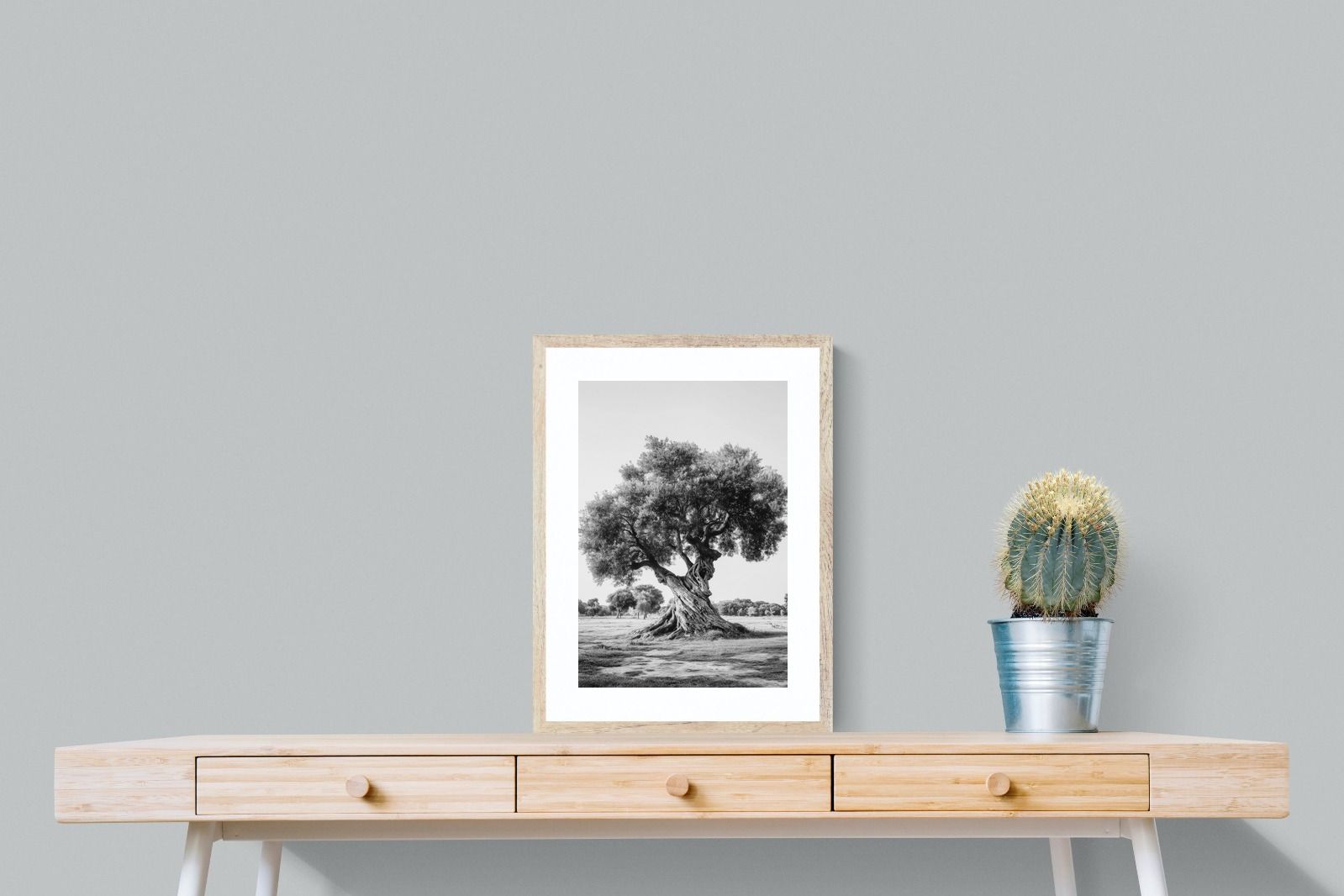 Pixalot Ancient Olive Tree