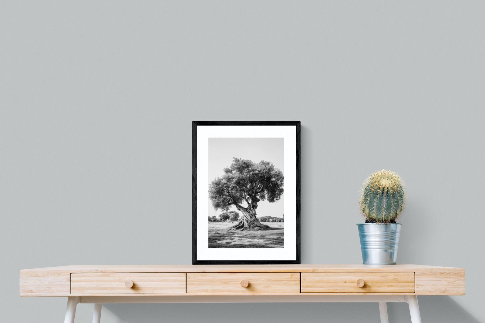 Pixalot Ancient Olive Tree