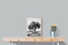 Pixalot Ancient Olive Tree