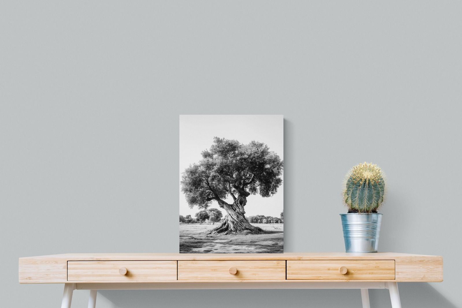 Pixalot Ancient Olive Tree