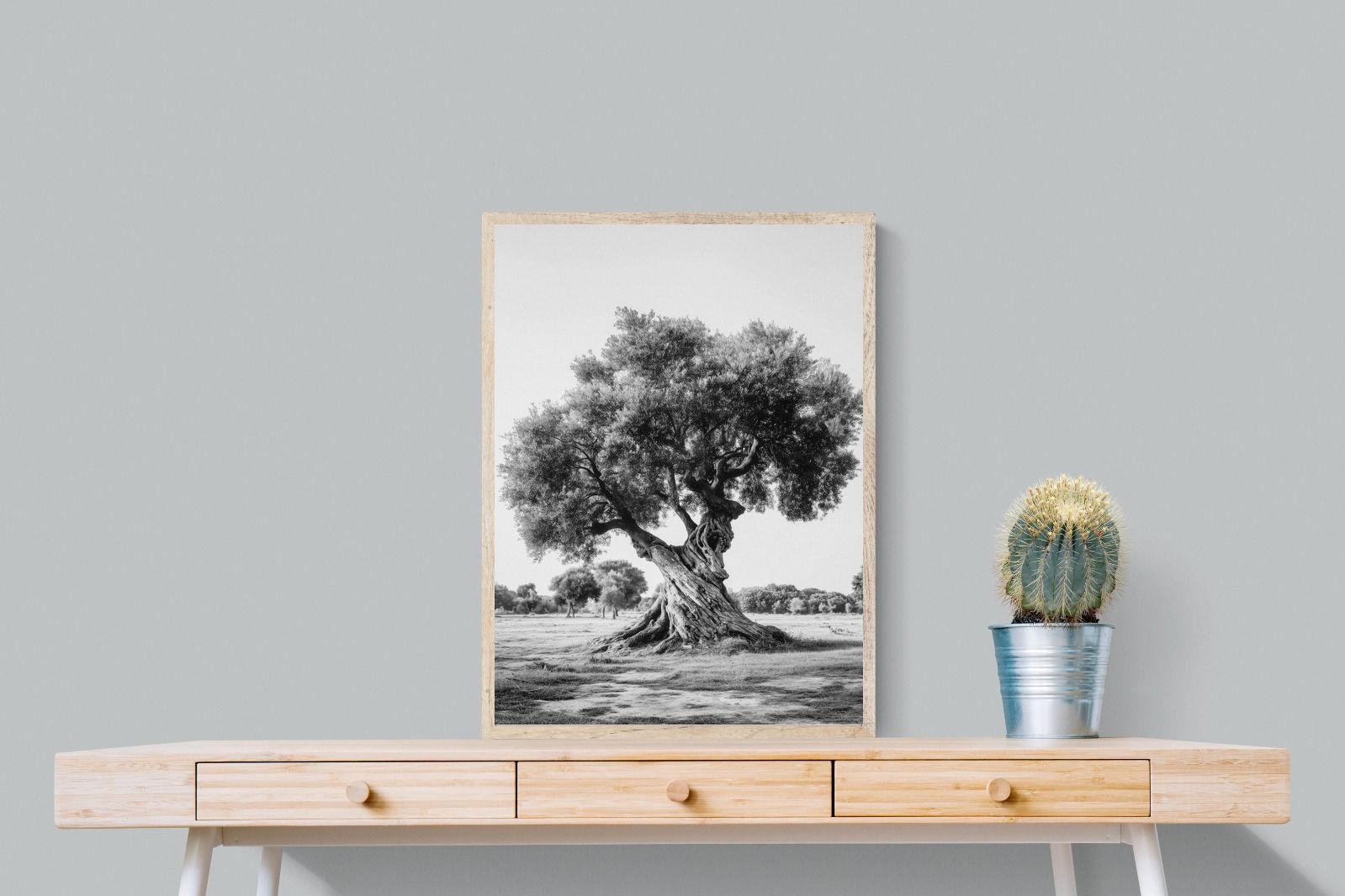 Pixalot Ancient Olive Tree