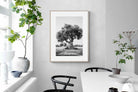 Pixalot Ancient Olive Tree