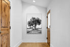 Pixalot Ancient Olive Tree