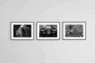Animal Set-Wall_Art-80 x 60cm (x3)-Framed Print-Black-Pixalot