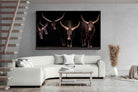 Pixalot Ankole-Watusi Herd