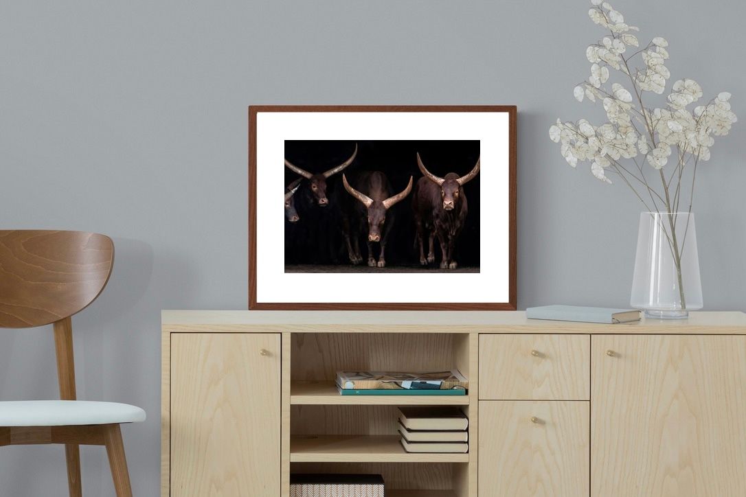 Pixalot ® Ankole-Watusi Herd