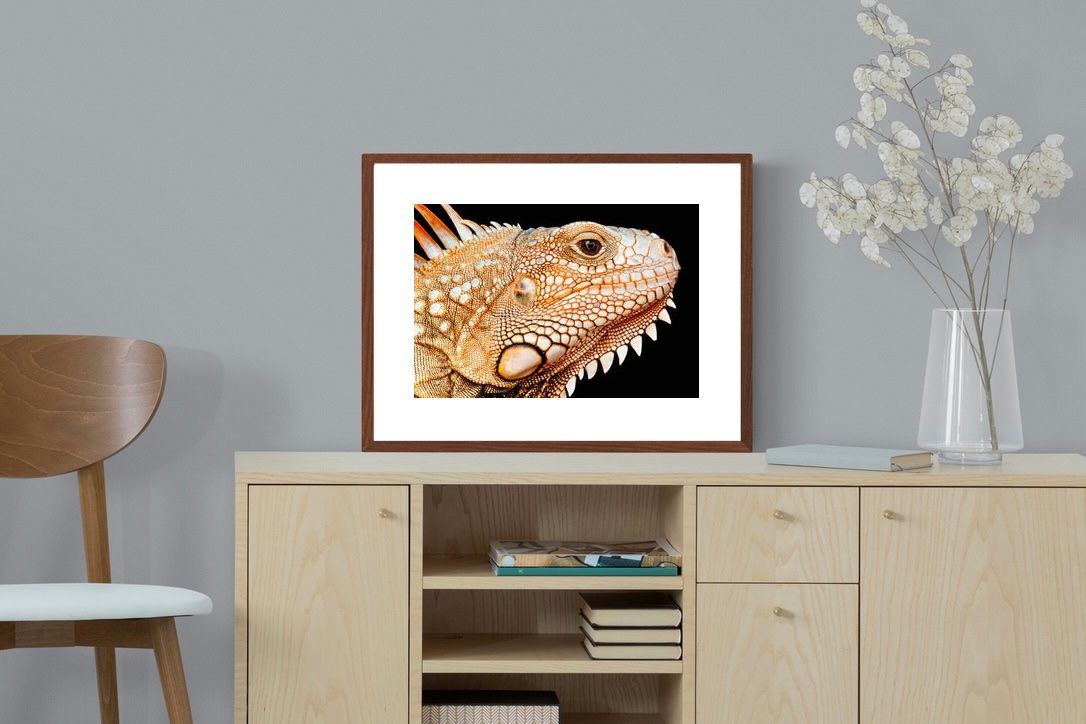 Pixalot ® Bearded Dragon