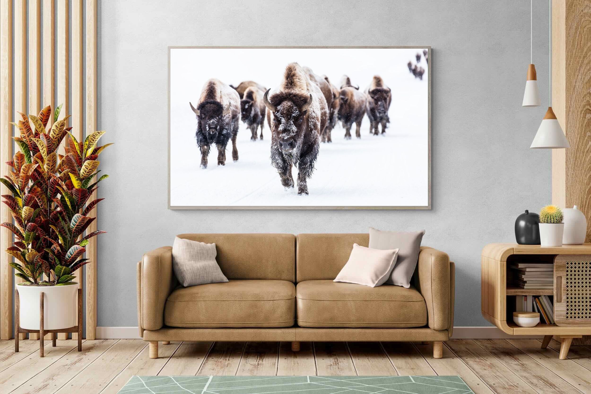 Pixalot Bison Herd