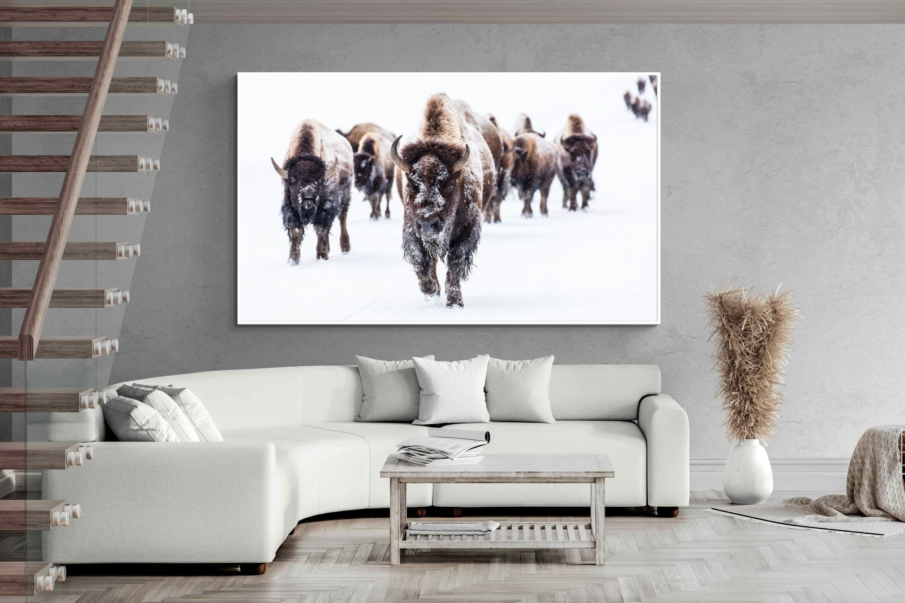 Pixalot Bison Herd