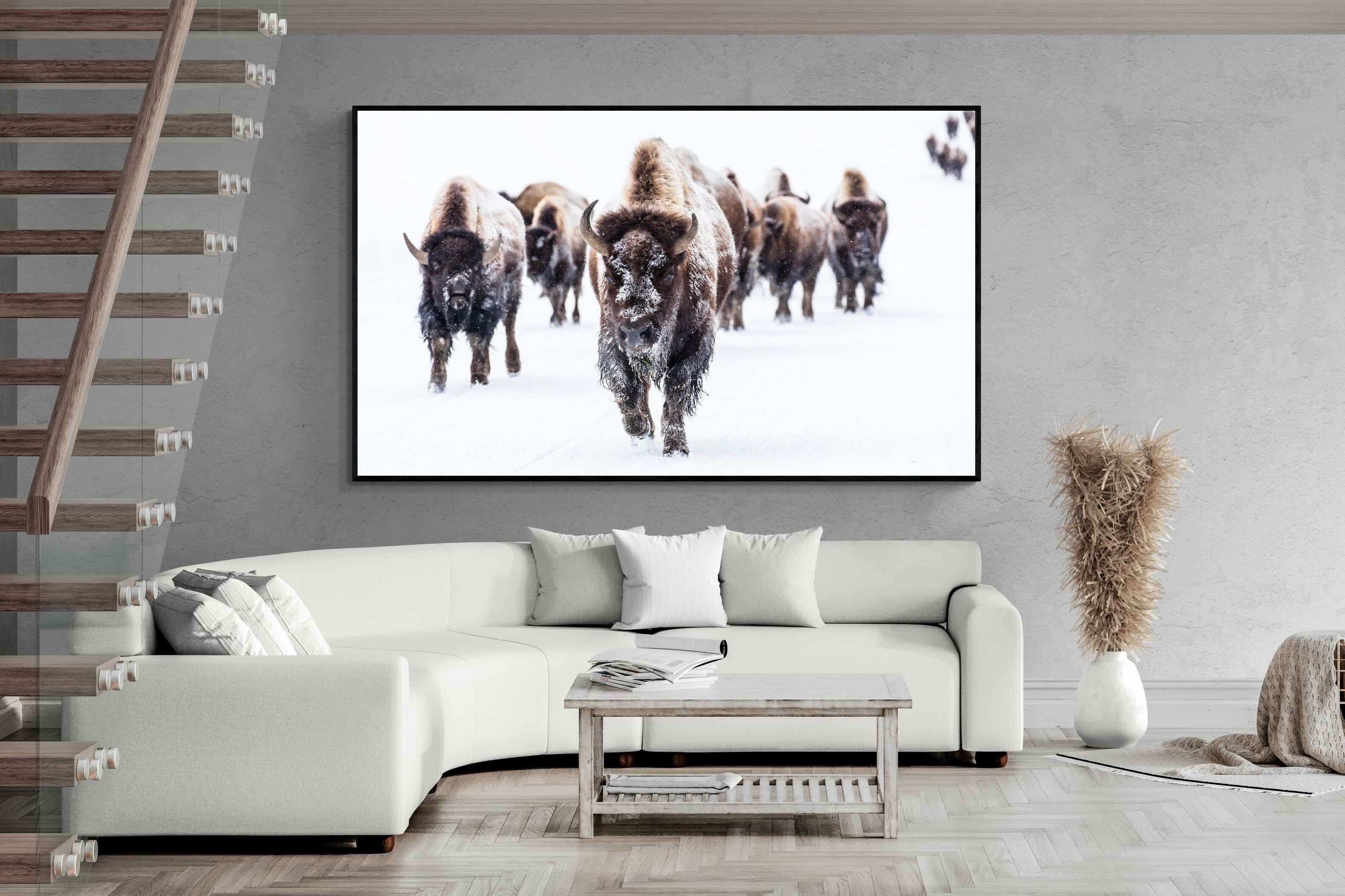 Pixalot Bison Herd