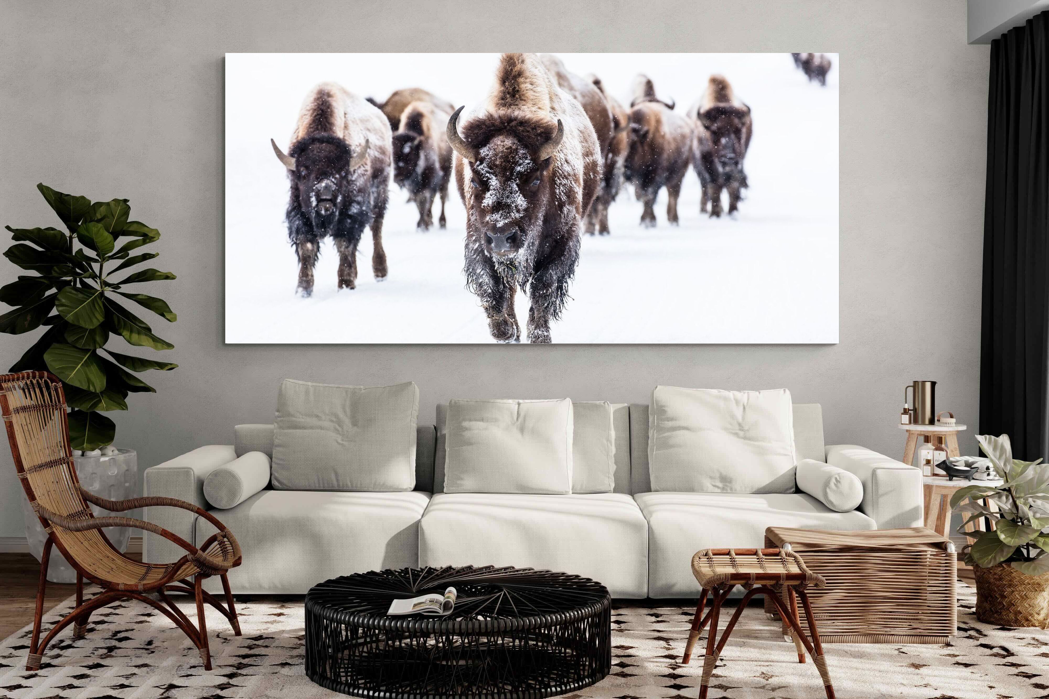 Pixalot Bison Herd