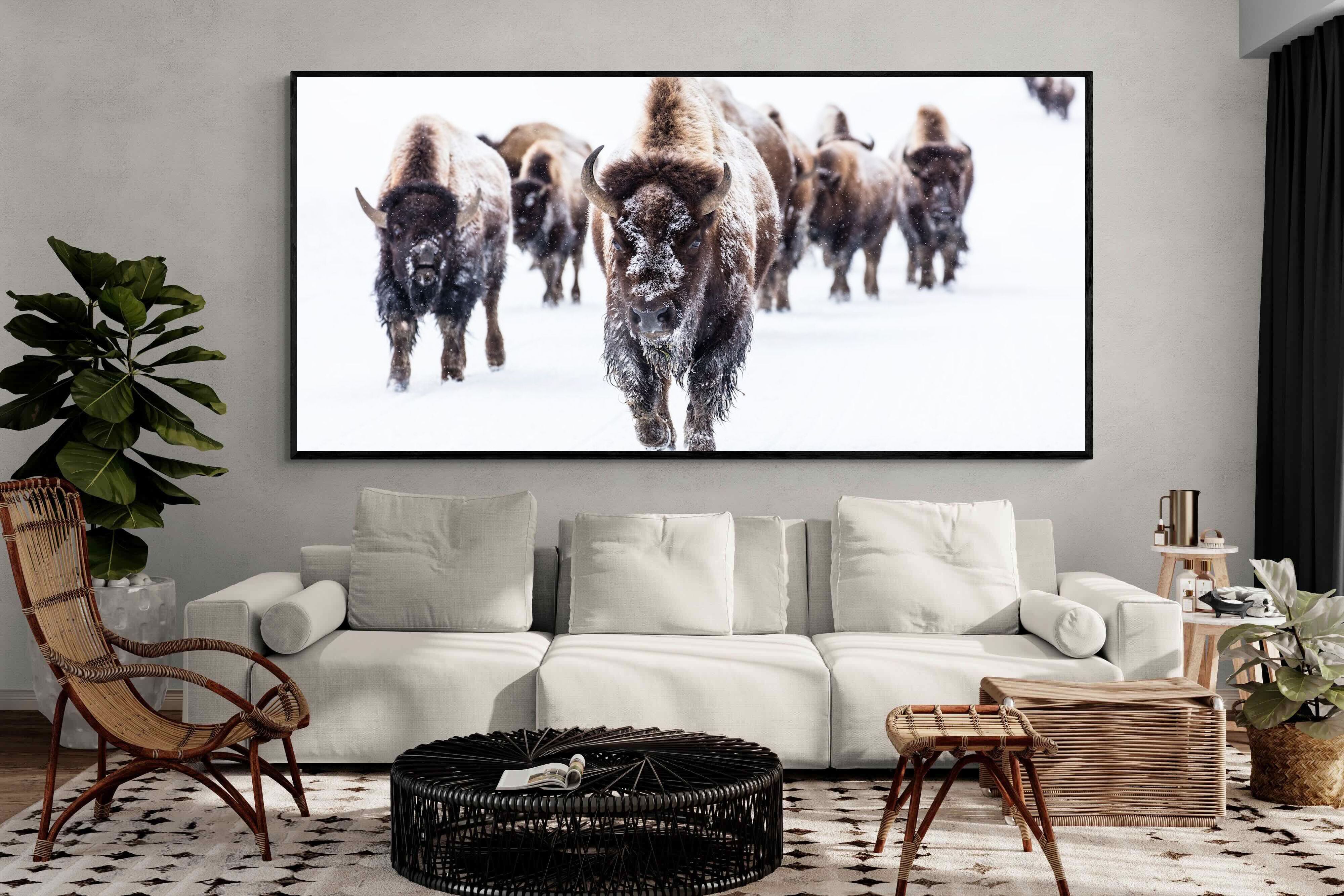 Pixalot Bison Herd