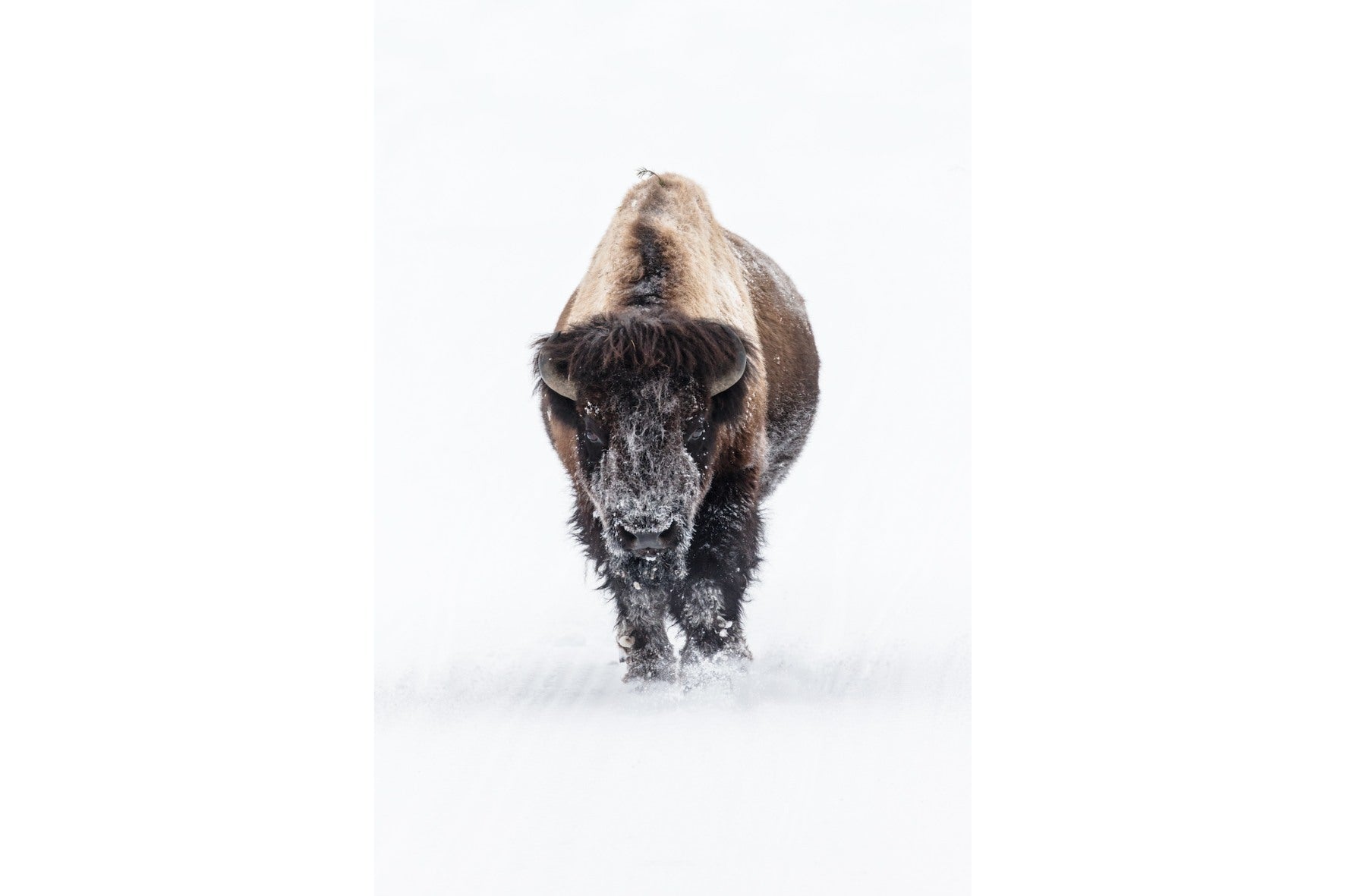 Bison-Wall_Art-Pixalot