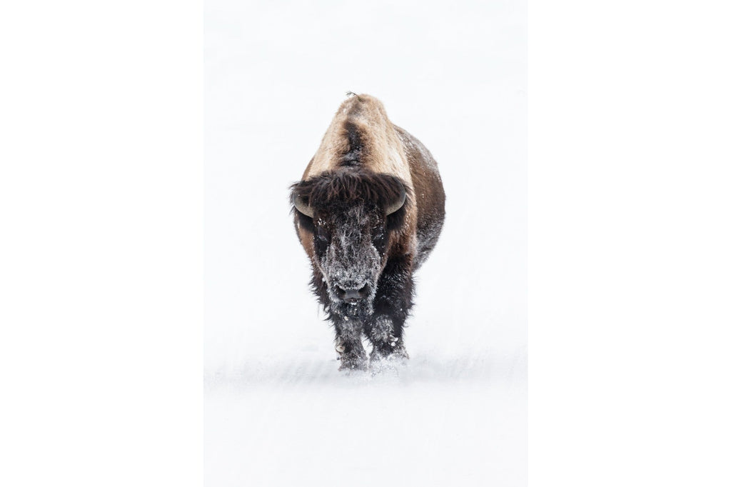 Bison-Wall_Art-Pixalot