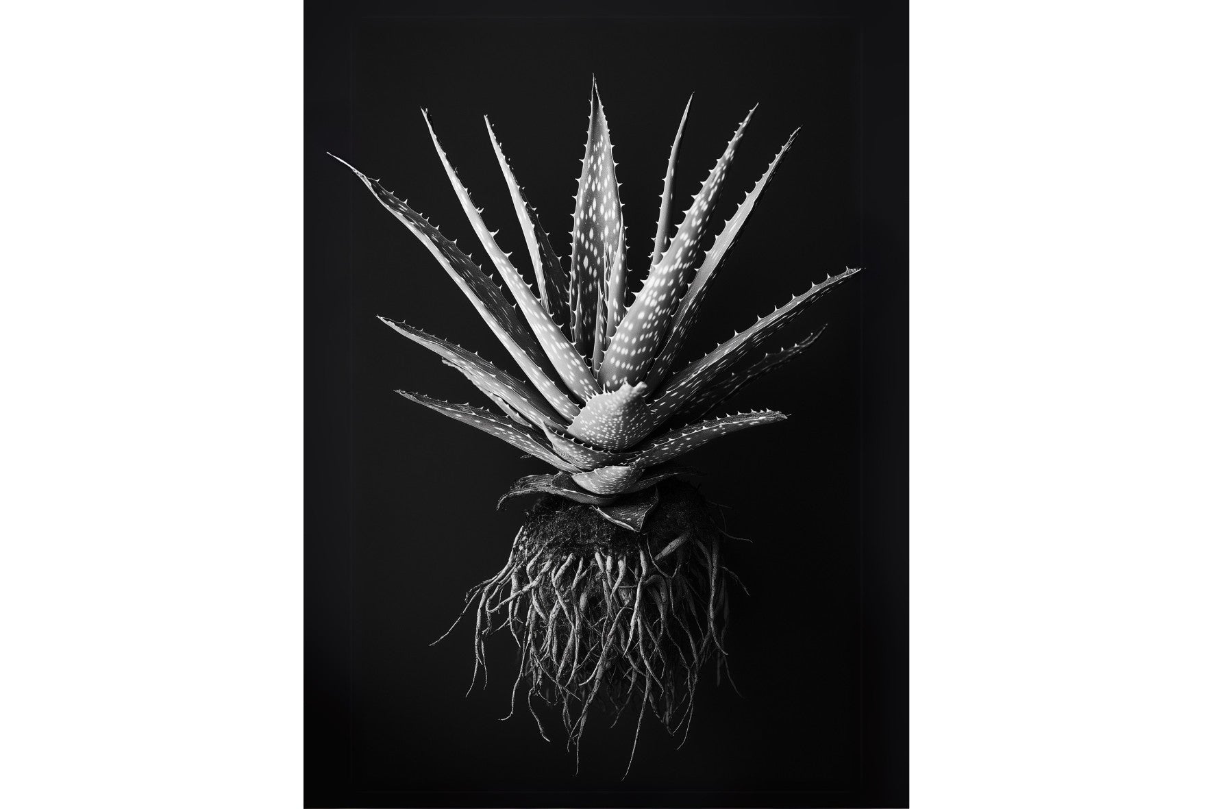 Black Aloe