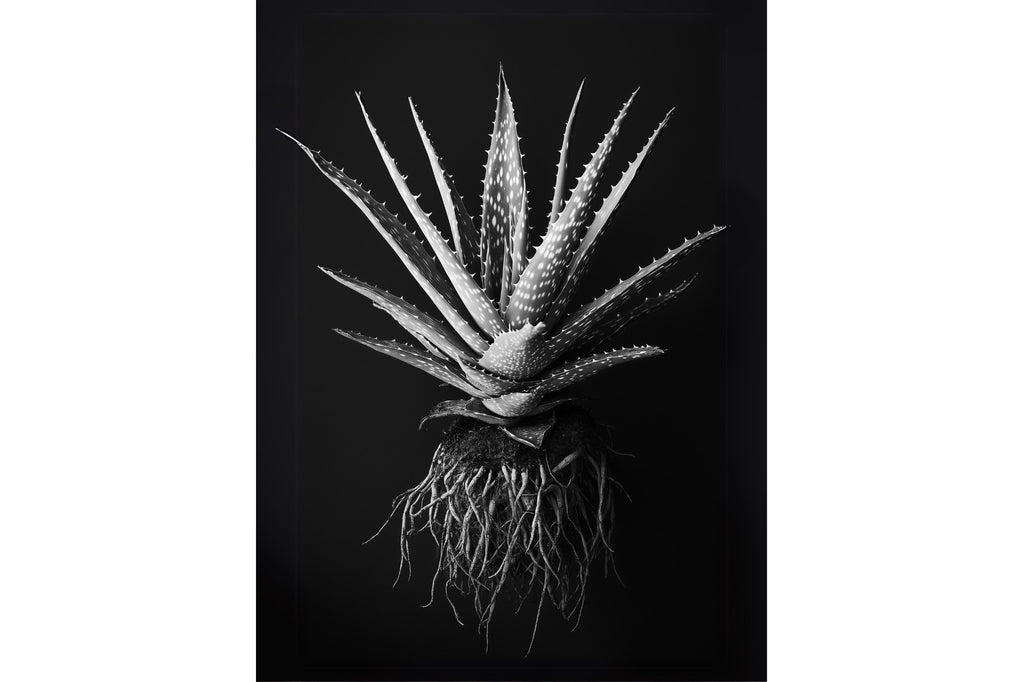 Black Aloe