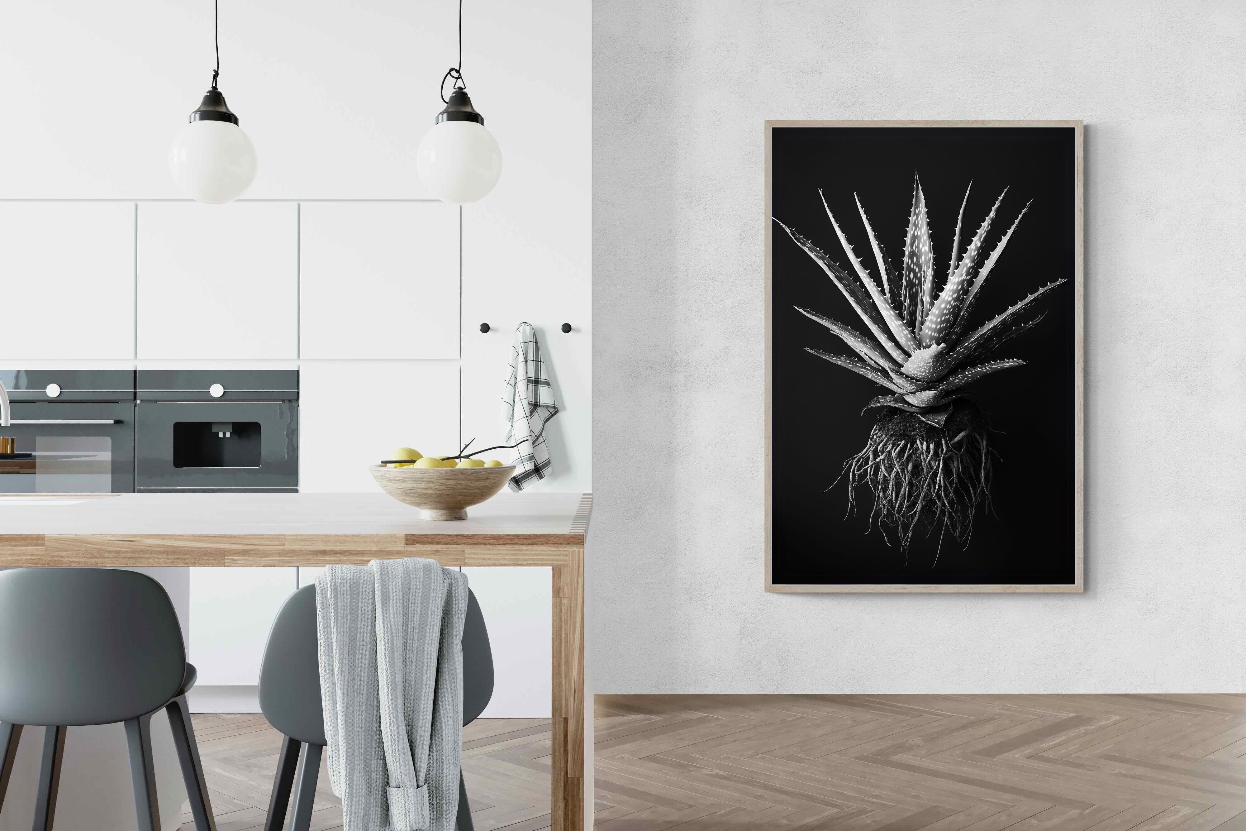 Pixalot Black Aloe