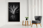 Pixalot Black Aloe