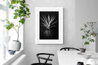 Pixalot Black Aloe