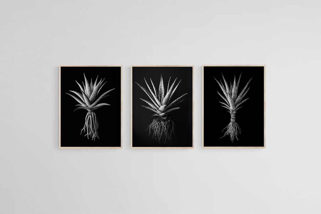 Black Aloe Set