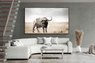 Pixalot ® Broad Buffalo