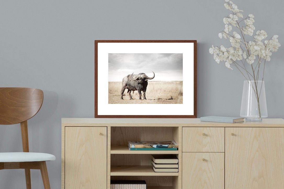 Pixalot ® Broad Buffalo
