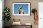 Pixalot ® Brown Nguni