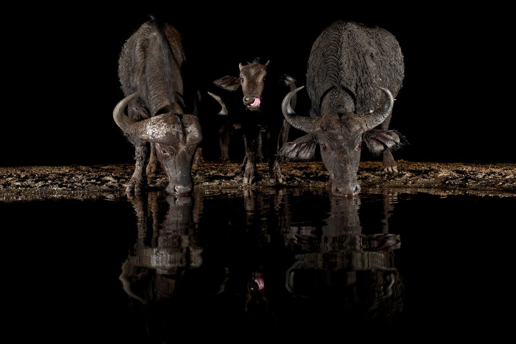 Buffalo Family