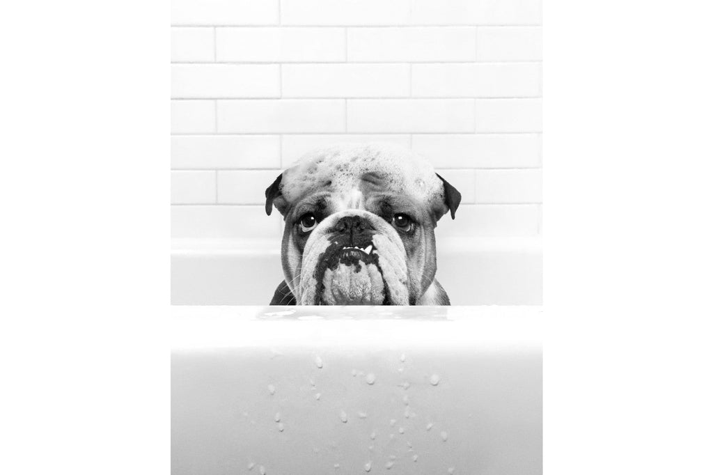 Bulldog Tub-Wall_Art-Pixalot