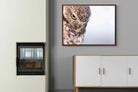 Pixalot ® Burrowing Owl
