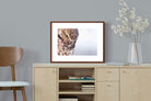 Pixalot ® Burrowing Owl