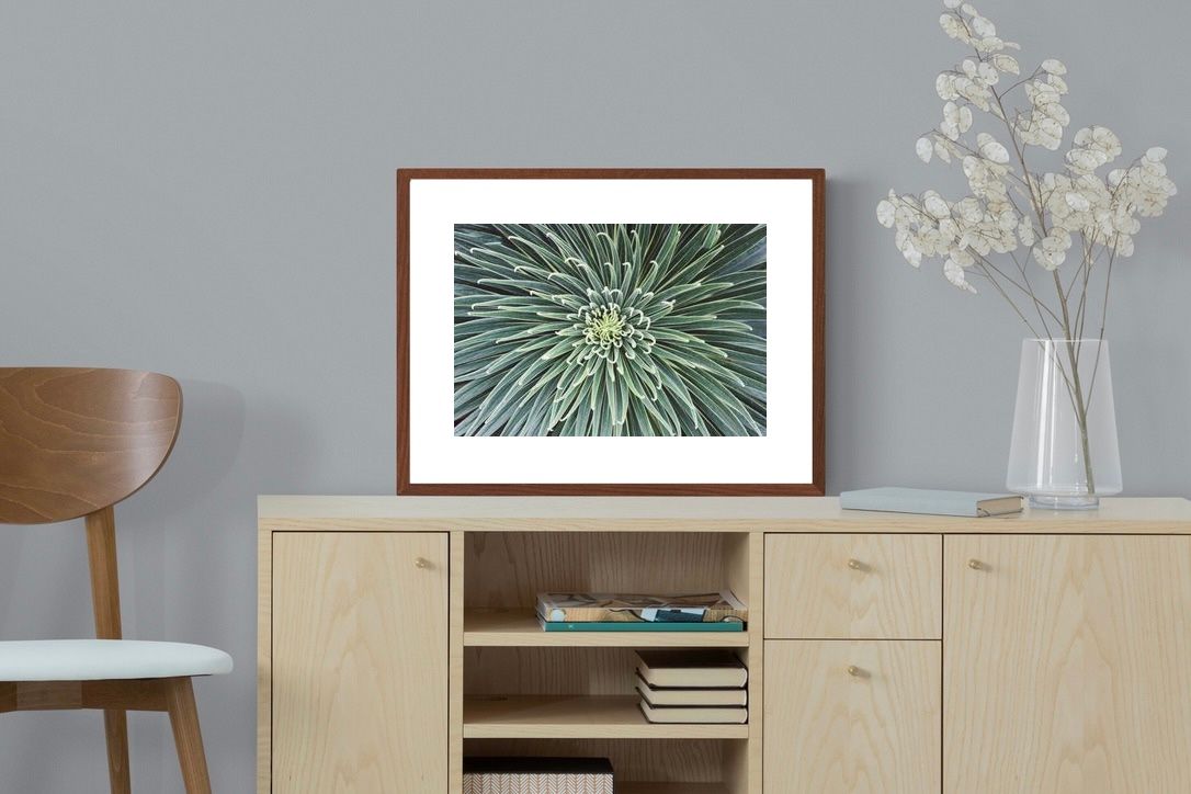 Pixalot ® Cactus