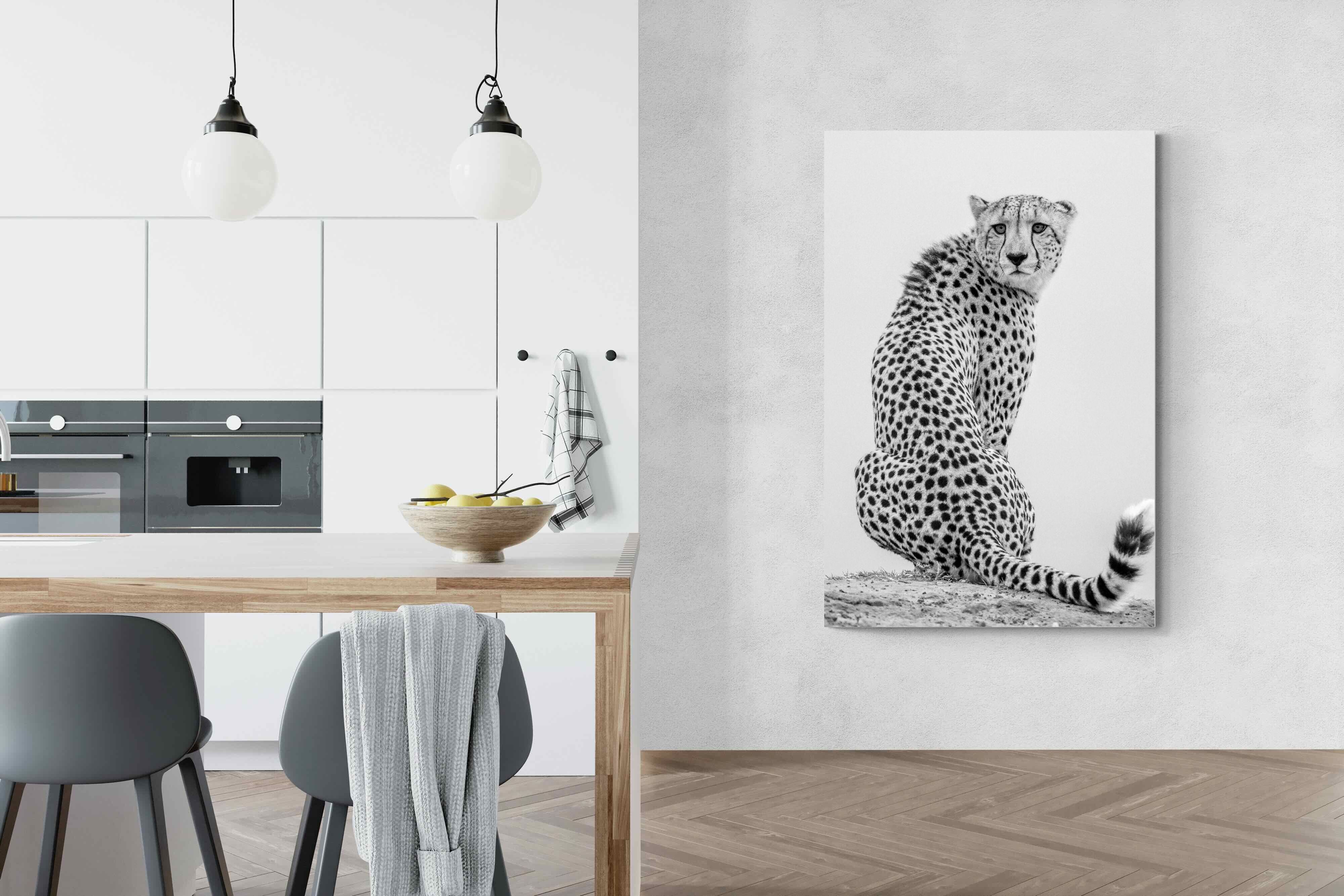 Pixalot Cheetah Glance