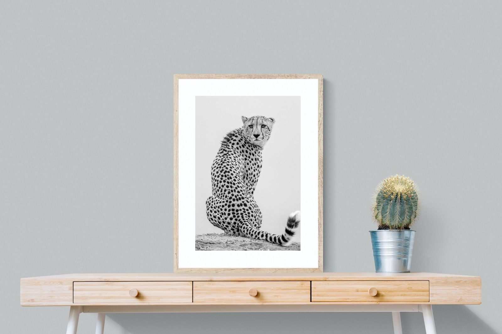 Pixalot Cheetah Glance