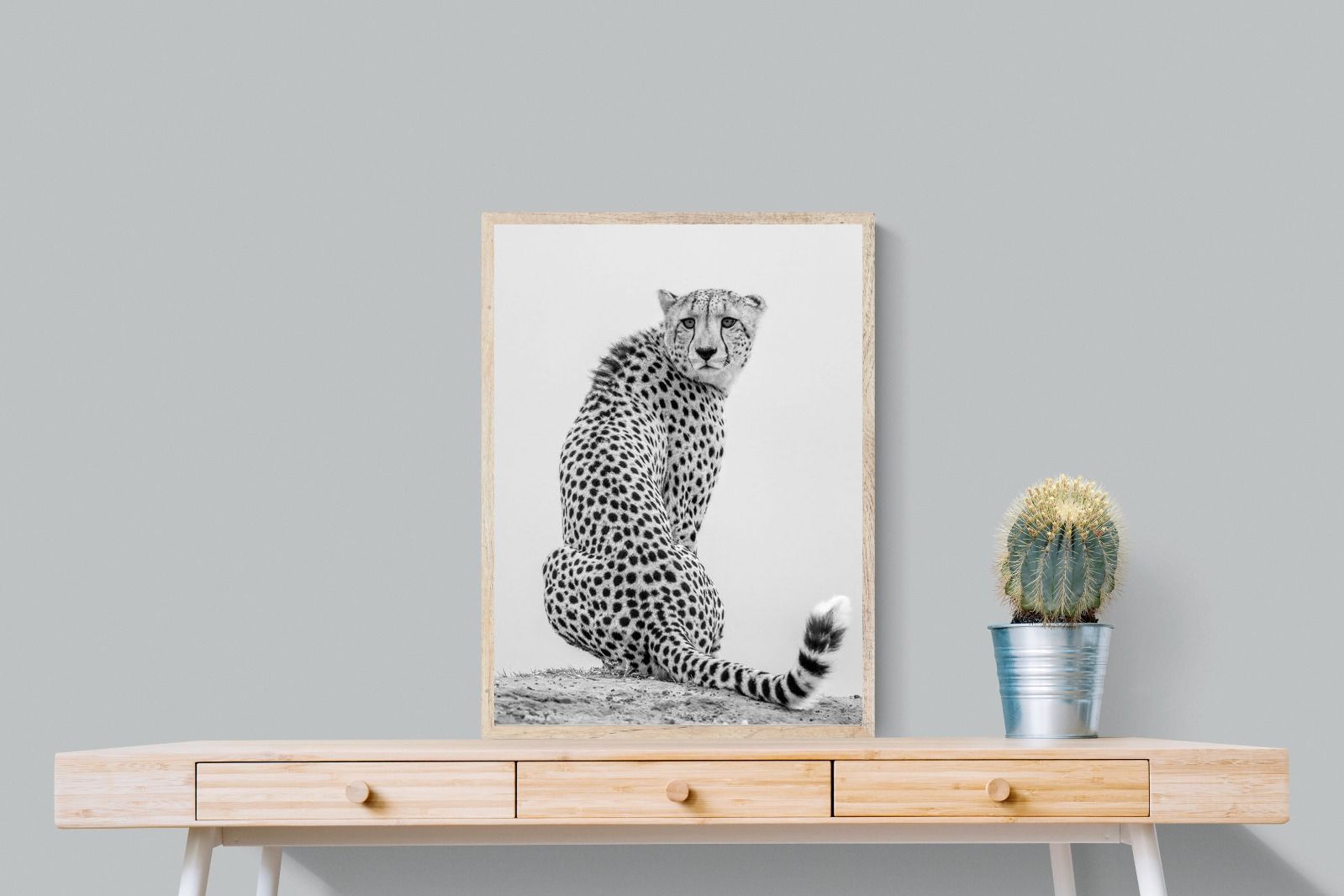 Pixalot Cheetah Glance