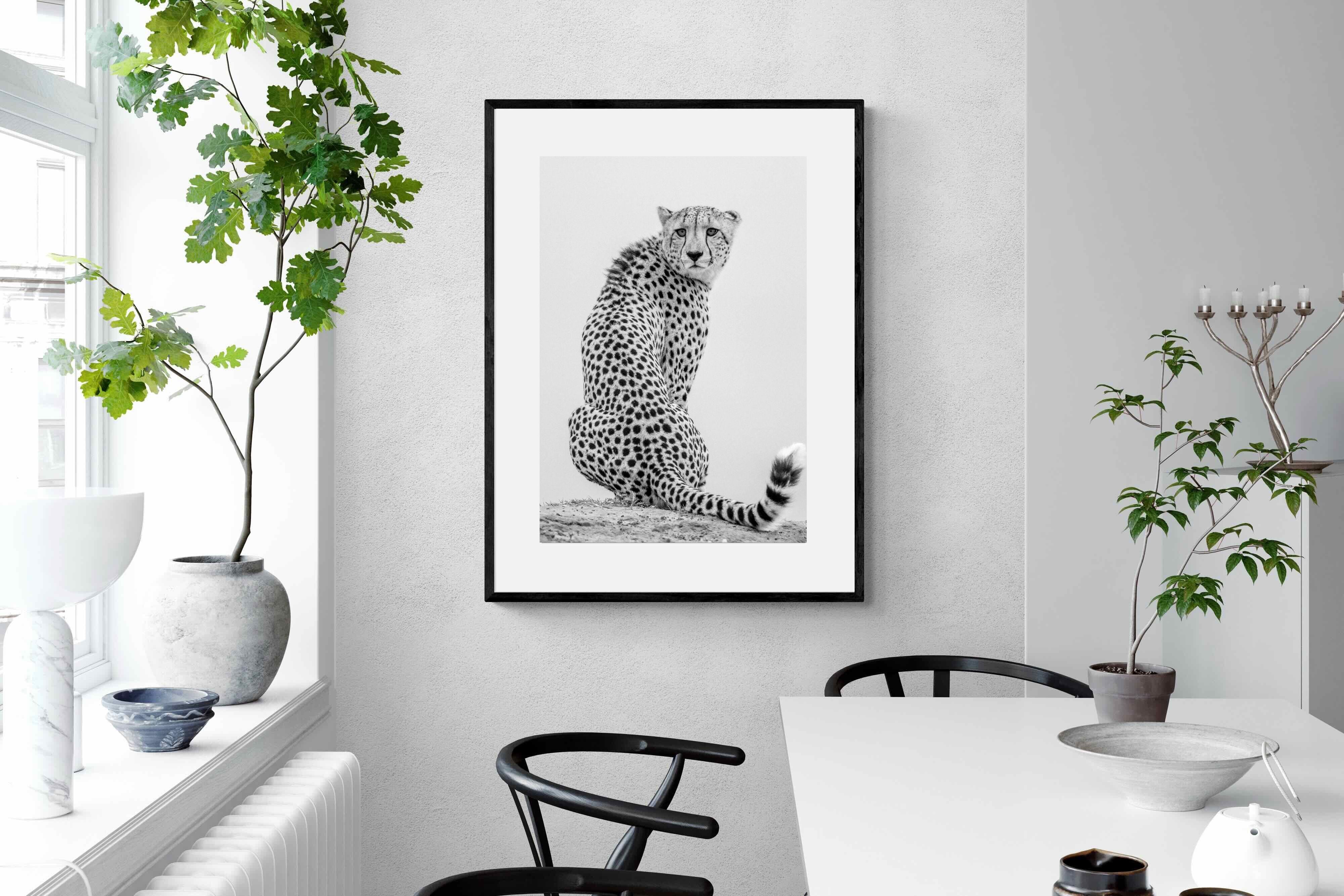 Pixalot Cheetah Glance