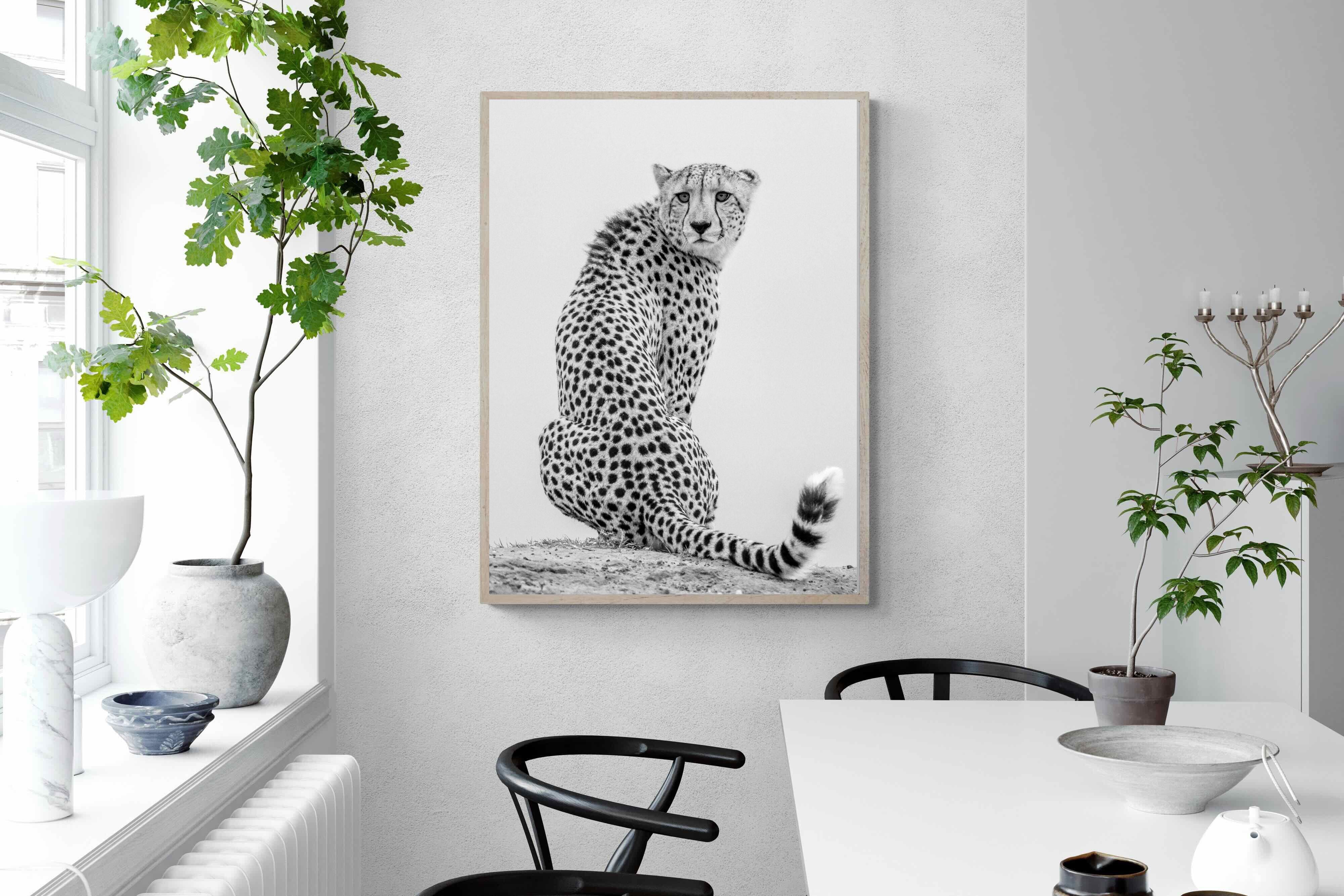 Pixalot Cheetah Glance