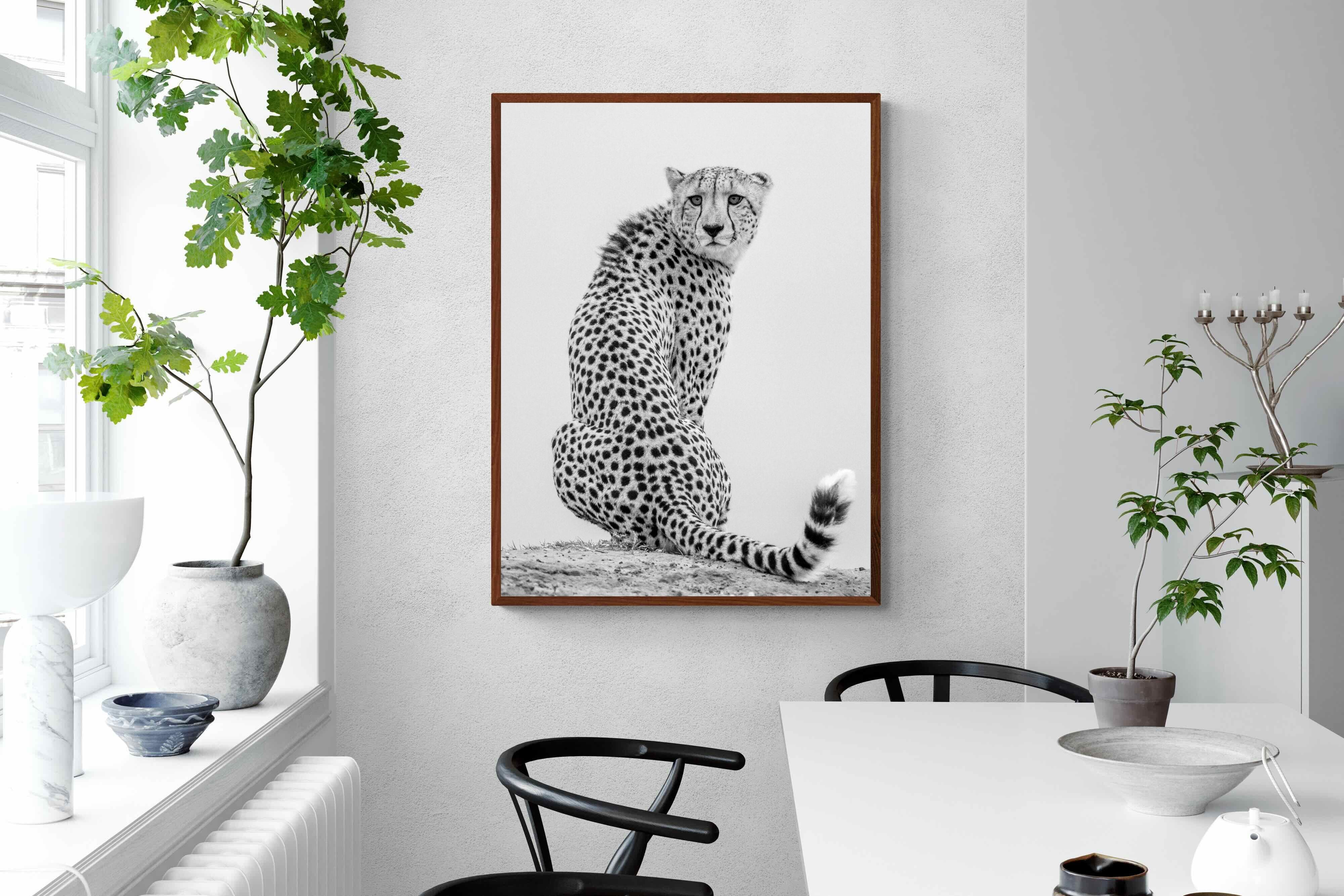 Pixalot Cheetah Glance