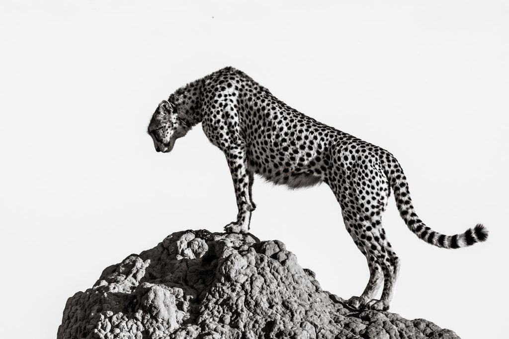 Cheetah's Outlook-Wall_Art-Pixalot