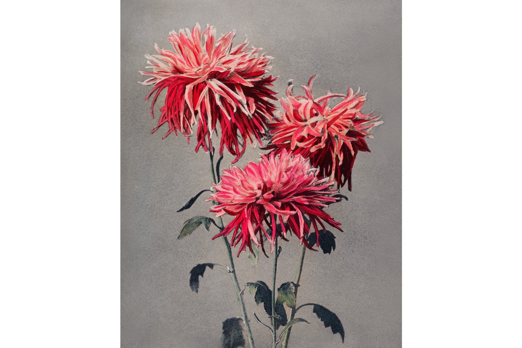 Chrysanthemums-Wall_Art-Pixalot