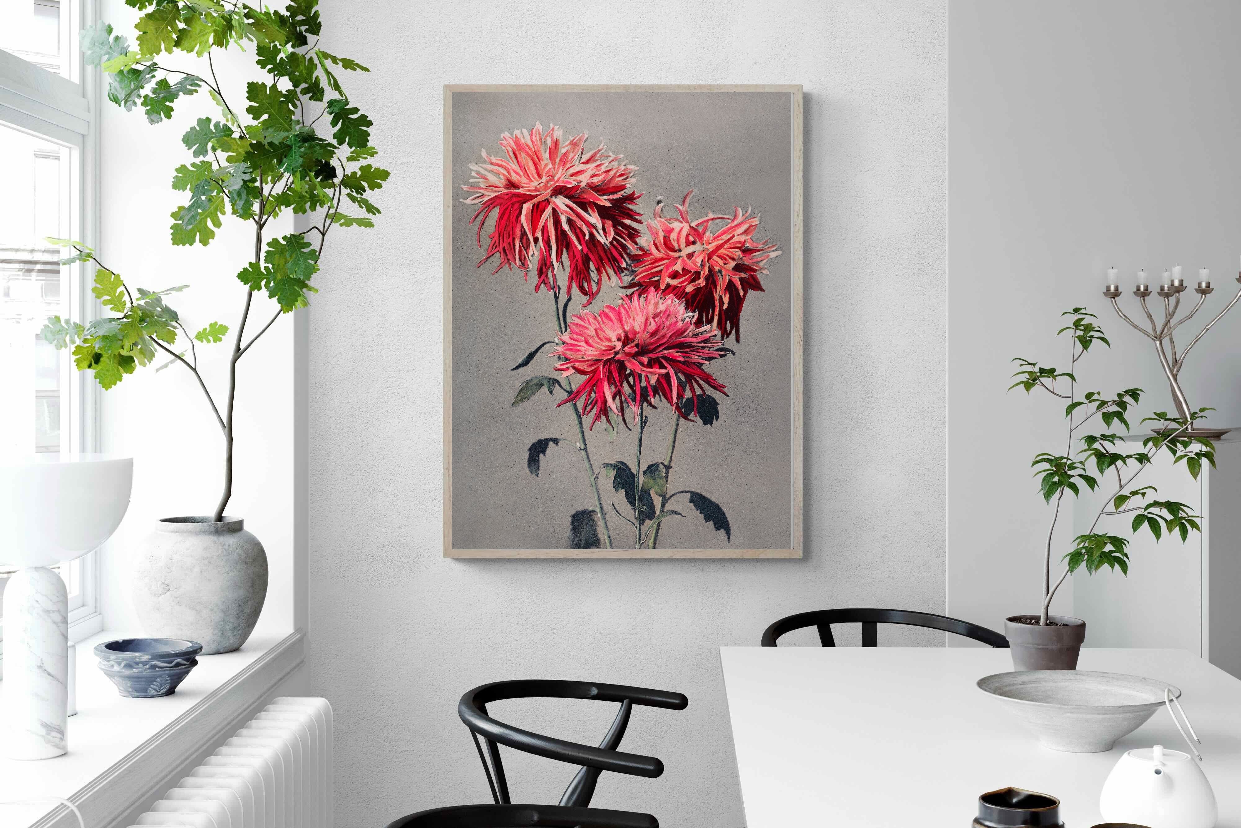 Pixalot Chrysanthemums