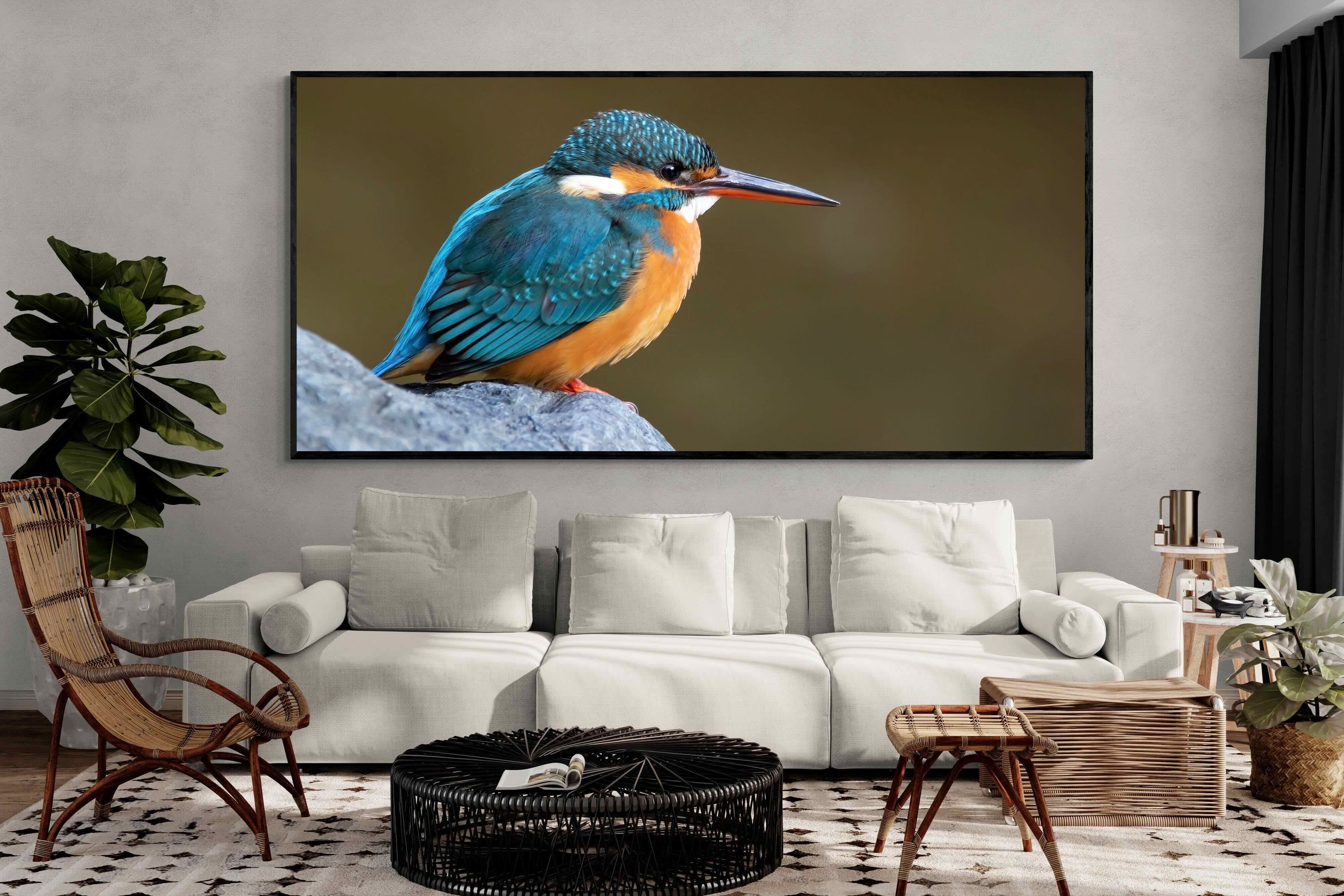 Pixalot Common Kingfisher