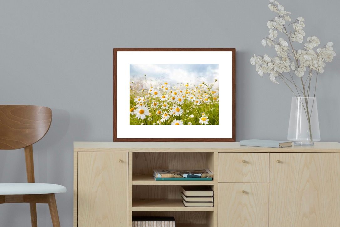 Pixalot ® Daisies