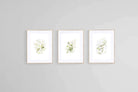 Delicate Green Set-Wall_Art-60 x 80cm (x3)-Framed Print-Wood-Pixalot