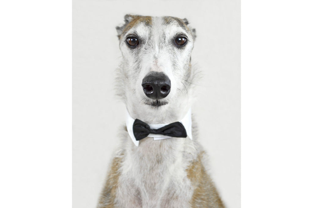 Distinguished Hound-Wall_Art-Pixalot