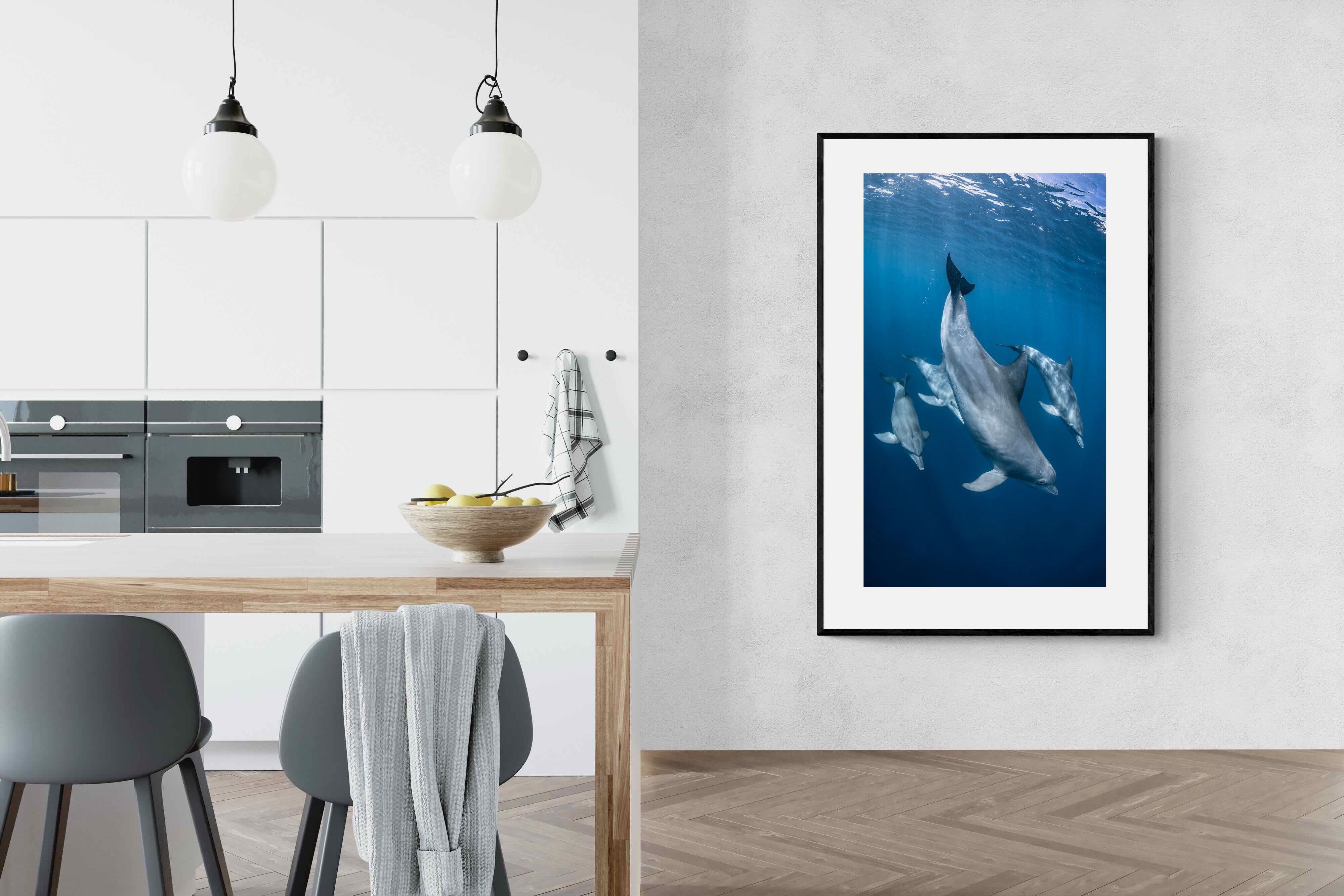 Pixalot ® Diving Dolphins